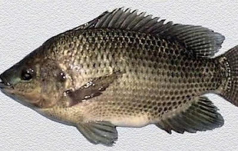 cá rô biển ảnh 3
