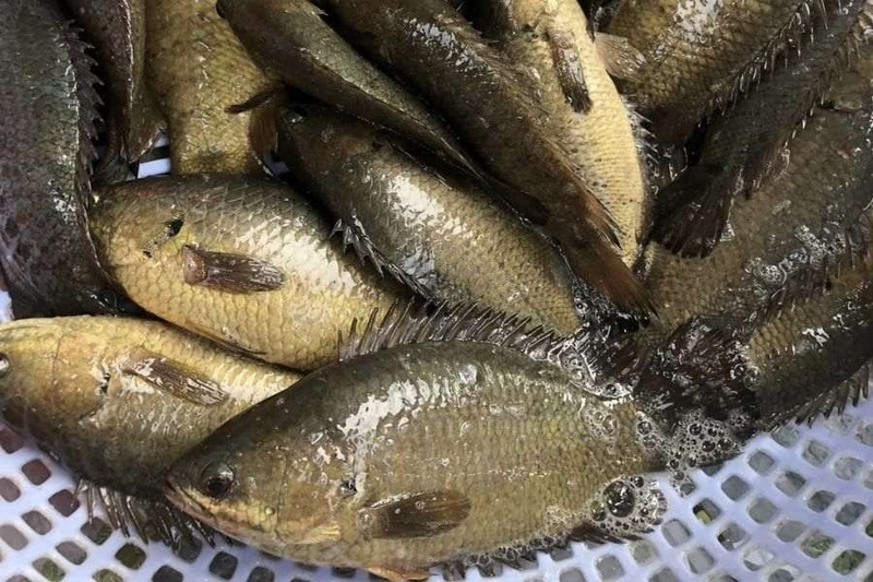 Cá rô đồng kho khế 1