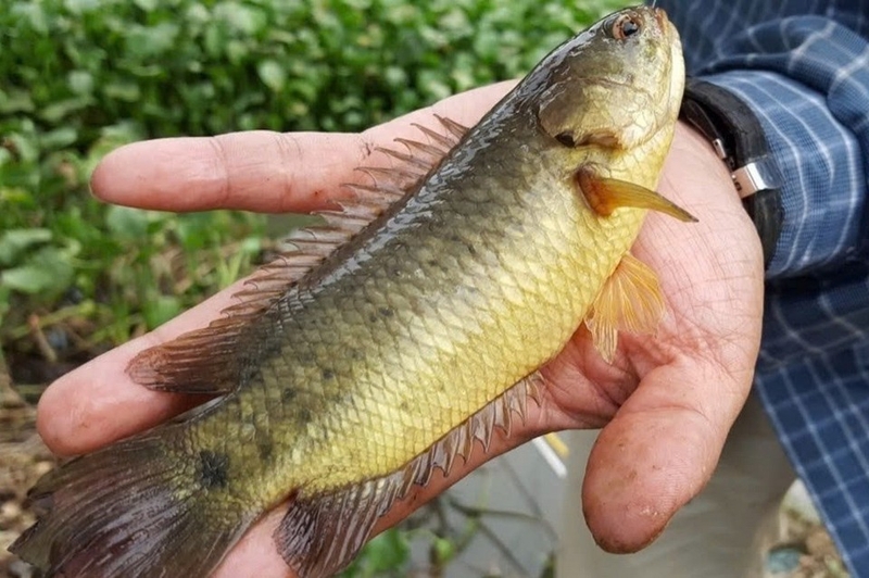 cá rô nướng ảnh 1