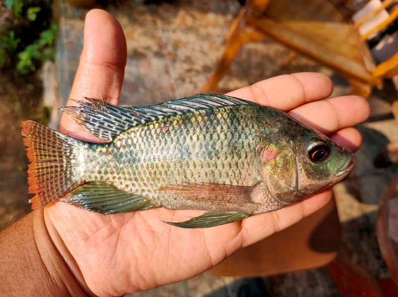 Cá rô phi bao nhiêu calo - 02