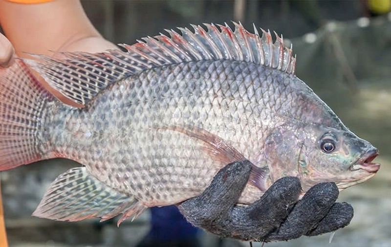 Cá rô phi hấp xì dầu ảnh 1