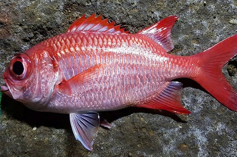 cá sơn nướng ảnh 1