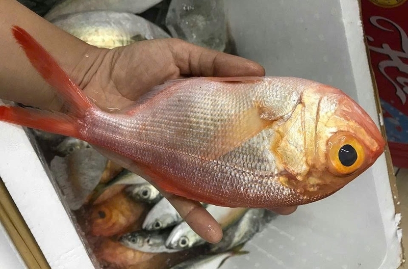 cá sơn nướng ảnh 2