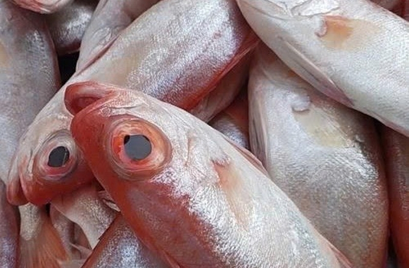 Cá sơn thóc ảnh 2