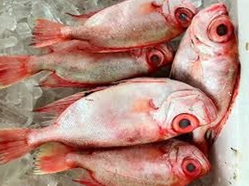 Cá sơn thóc ảnh 3