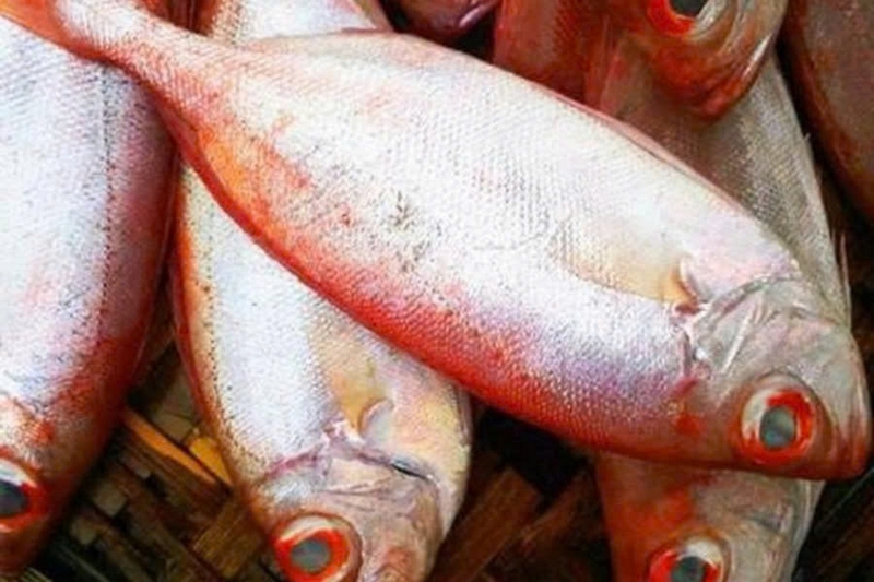Cá sơn thóc ảnh 6
