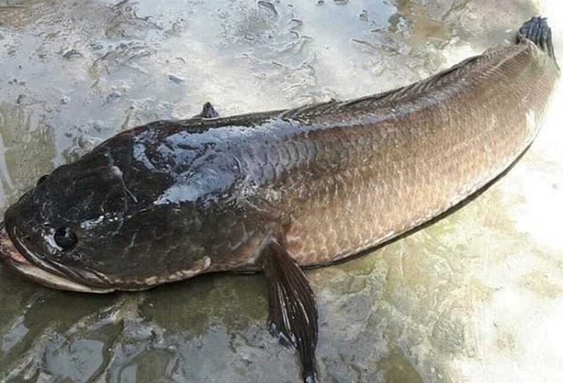 Cá sộp ảnh 1
