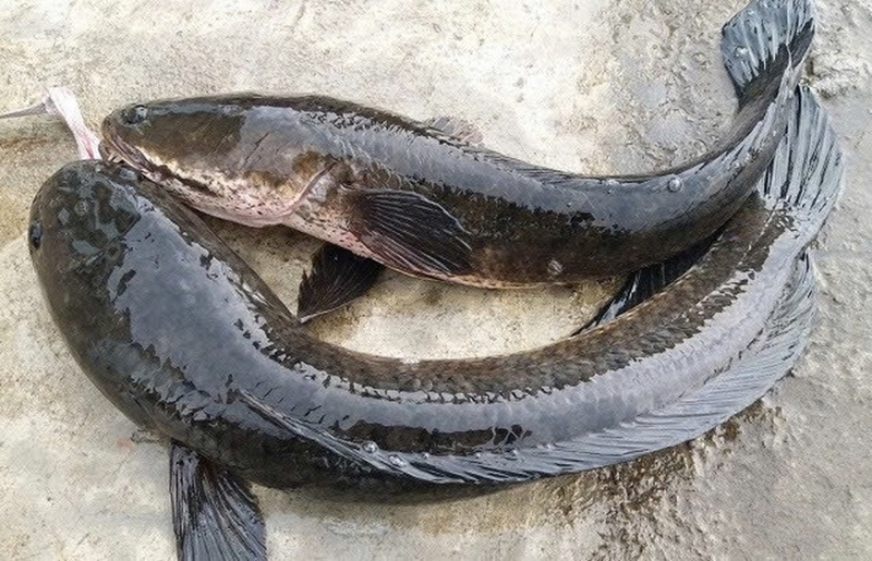 Cá sộp ảnh 2