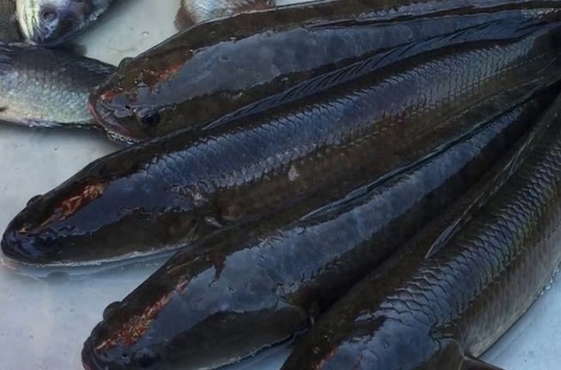 Cá sộp ảnh 3