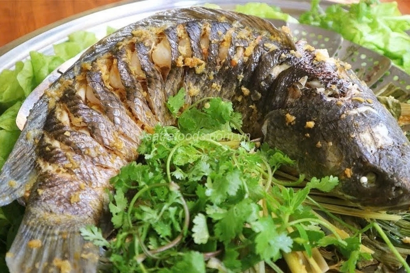 Cá sộp ảnh 5