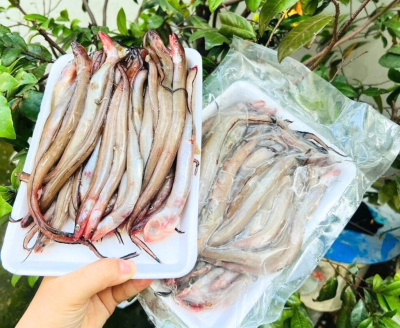 Cá sùn sịn 2