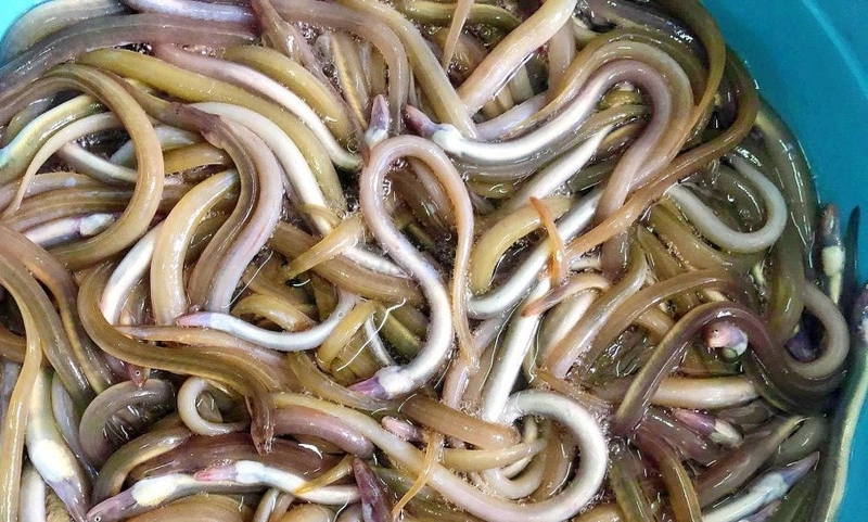 Cá sùn sịn 3