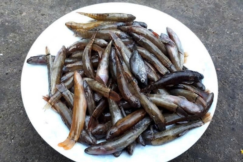 Cá suối chiên giòn ảnh 3