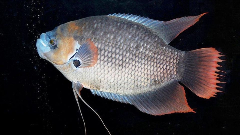 Giá trị dinh dưỡng của cá tai tượng