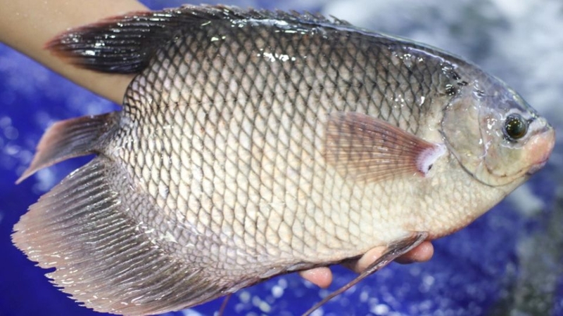 Mẹo chọn mua cá tai tượng ngon
