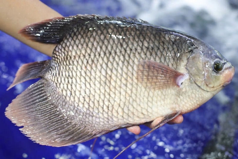 cá tai tượng hấp hành ảnh 2