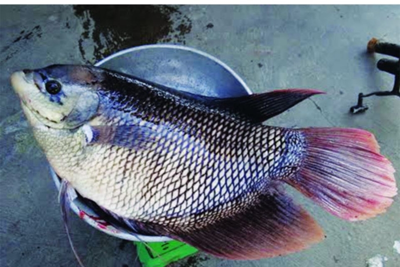 Cách chọn nguyên liệu, nhìn thân và thịt cá