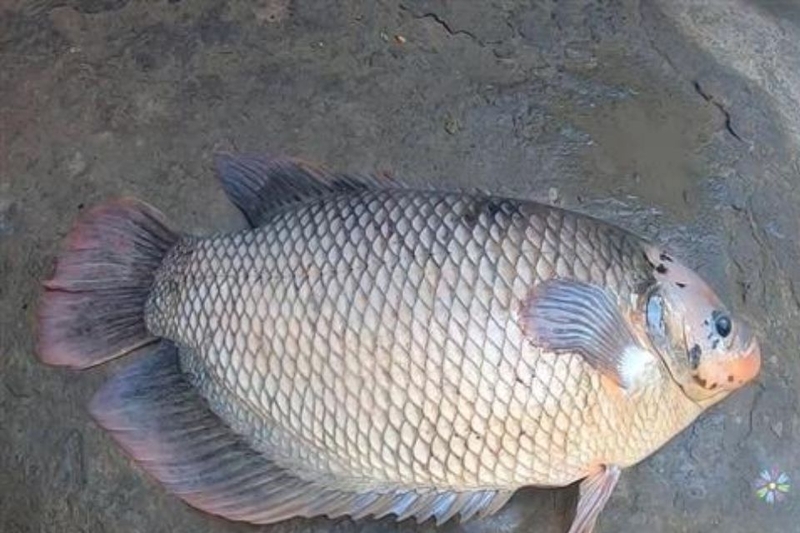 Kiểm tra trọng lượng và độ tươi qua mắt cá