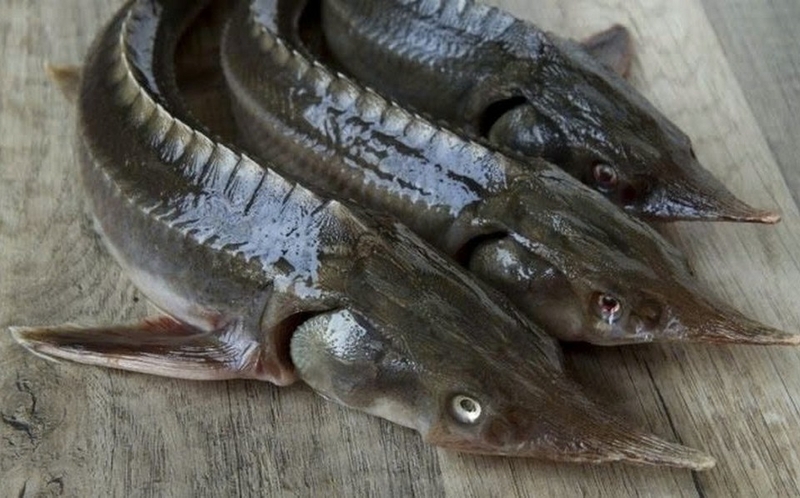 cá tầm nướng riềng mẻ ảnh 1