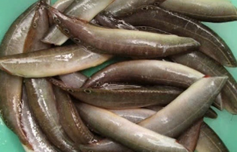 Cá chạch quế ảnh 1