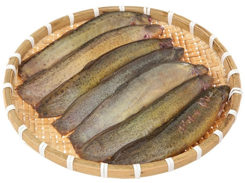 Cá chạch quế ảnh 2