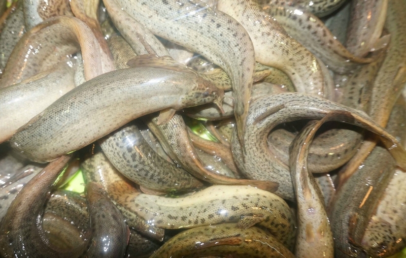 Cá chạch quế ảnh 7