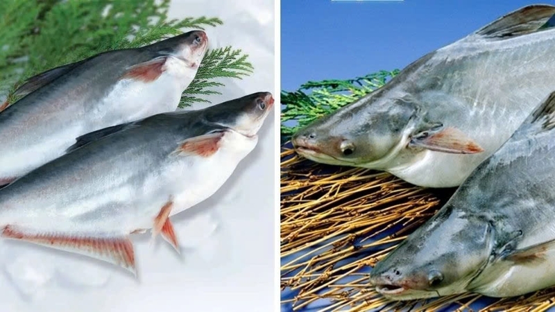 Cá tra bò hình 3