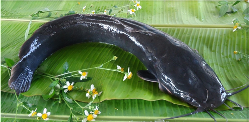 cá trê chiên mắm gừng 6