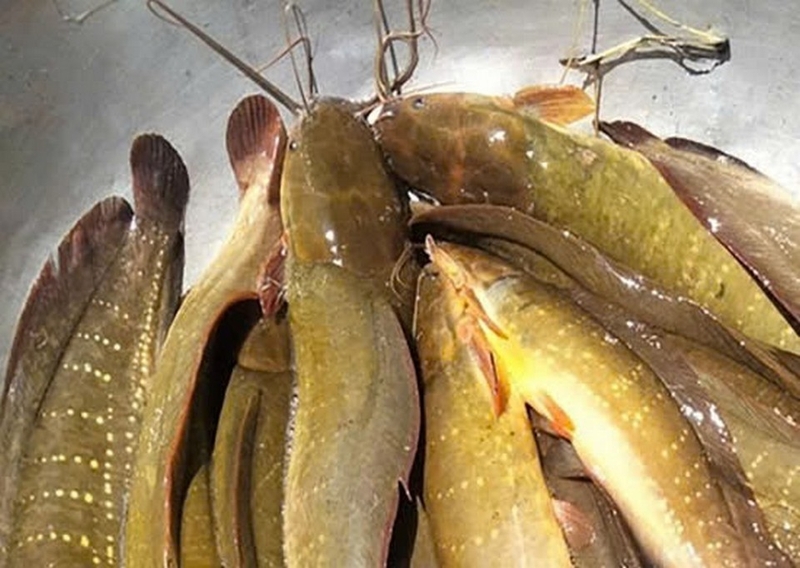 cá trê nấu canh chua ảnh 1