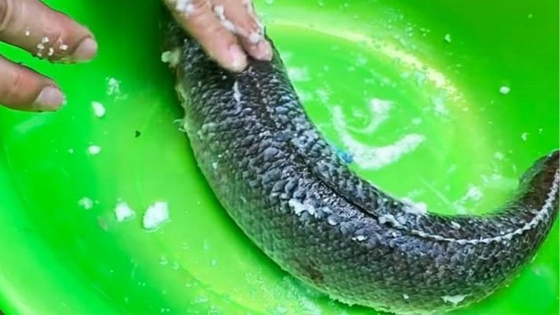 Cá trê nướng riềng mẻ  2