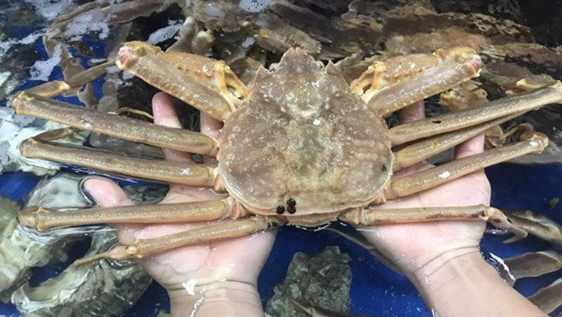 các loại cua 11