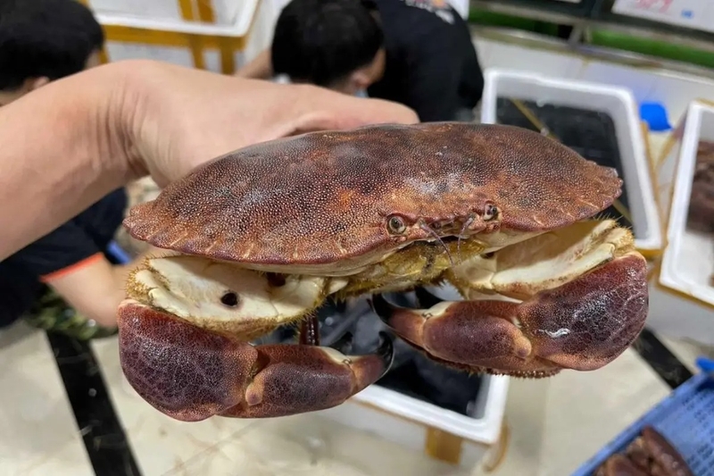 các loại cua 12