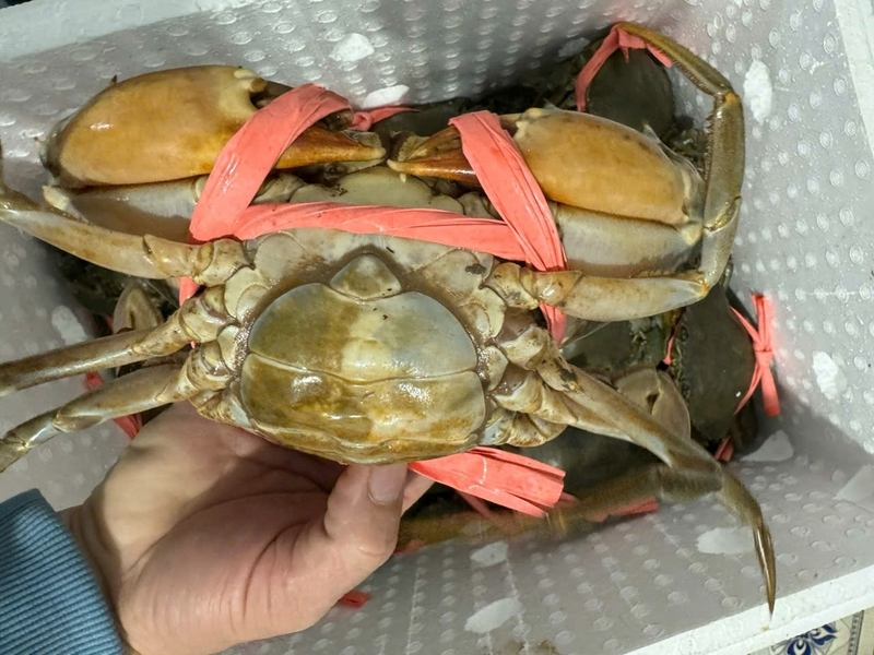 các loại cua 1