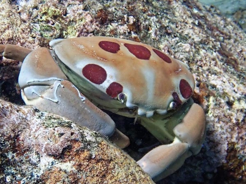 các loại cua 3