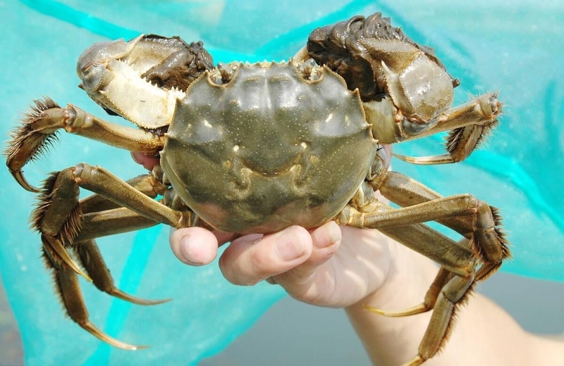 các loại cua 4