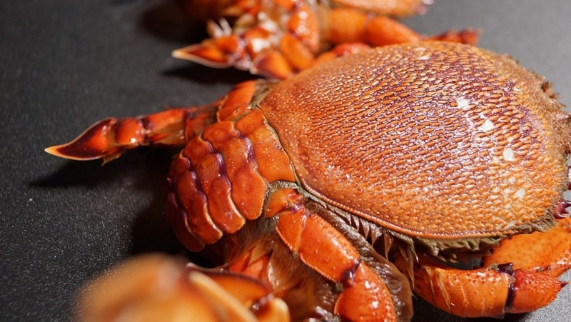 các loại cua 7