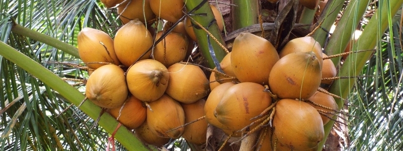 các loại dừa 3