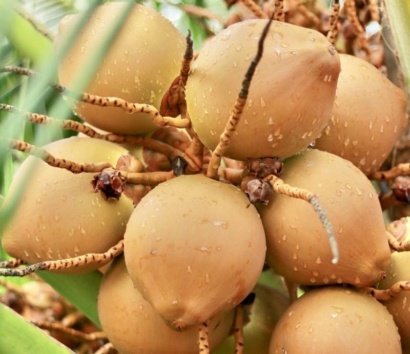 các loại dừa 4