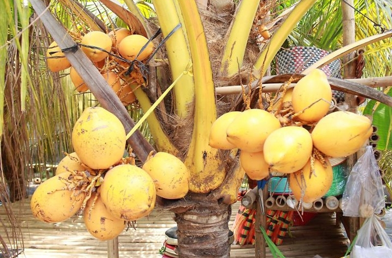 các loại dừa 7