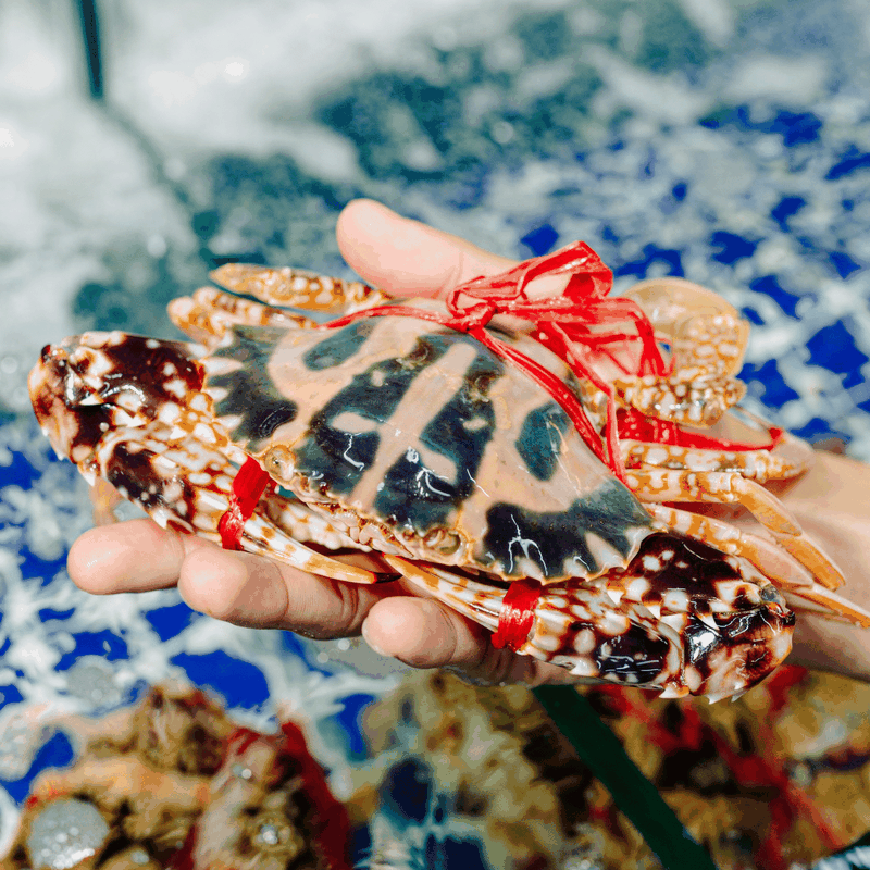 các loại ghẹ ảnh 4