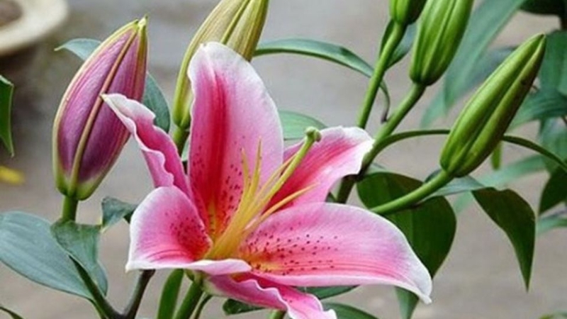 Các loài hoa 12