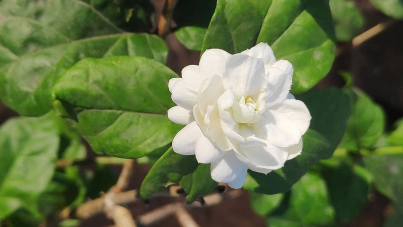 Các loài hoa 19