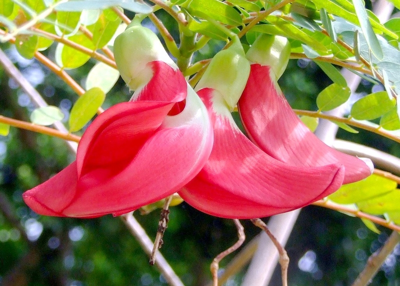 các loại hoa ăn được 4
