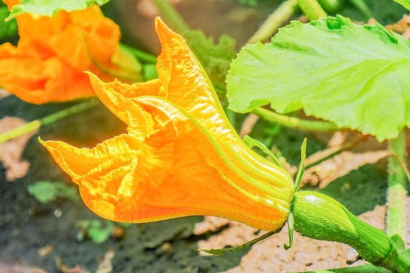 các loại hoa ăn được 5