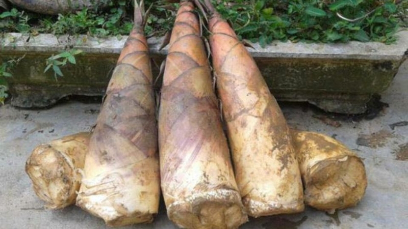 Măng tre