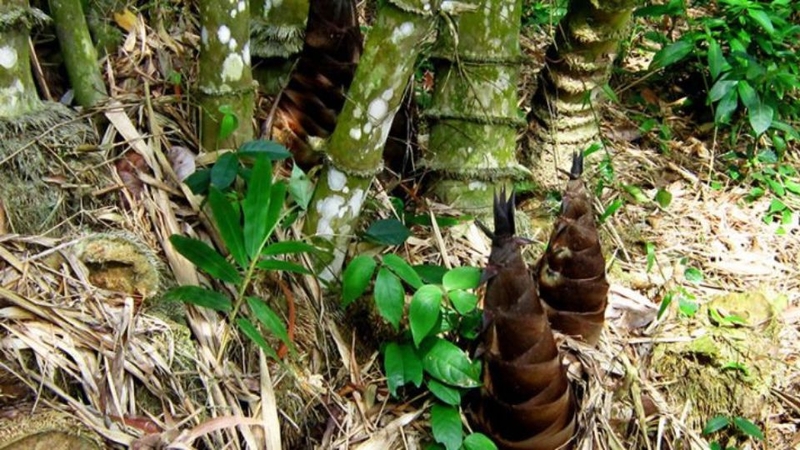Măng lồ ô