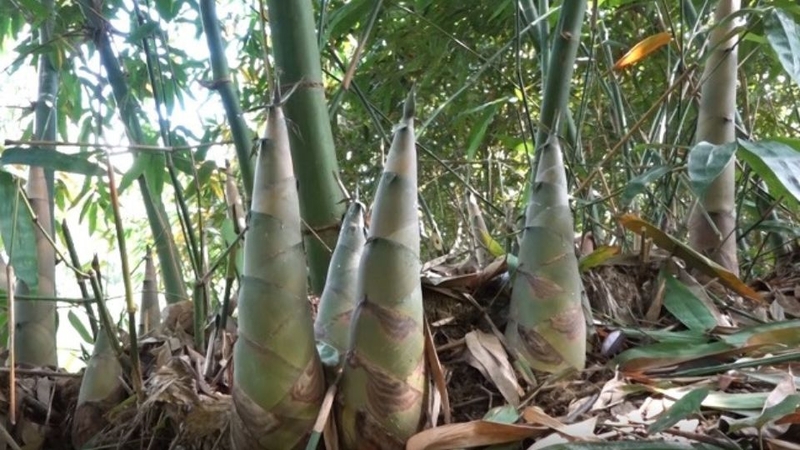 Măng Bát Độ