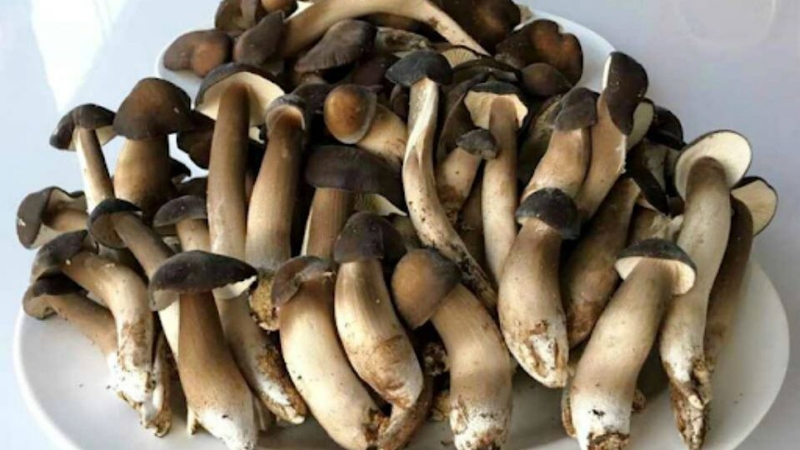 Nấm mối đen