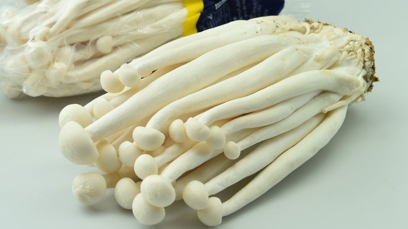 Nấm hải sản