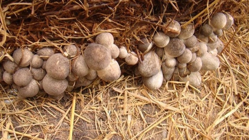 Nấm rơm